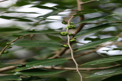 Glochidion ellipticum